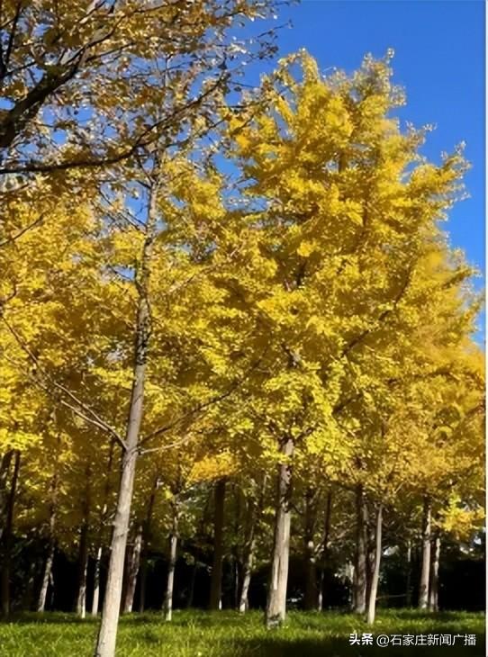 石家庄市城区赏秋最全指南，来啦！