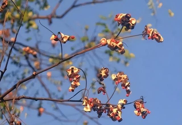 这份柳州秋日限定打卡地图请收好，粉、紫、黄、红全都有！
