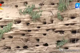 石家庄正定：幼鸟出巢 崖沙燕保护区成为打卡地图片