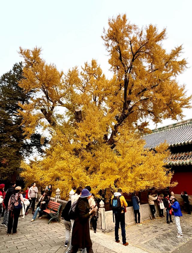 甘撒金缕苒秋寰