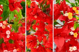 让你挑5种三角梅，哪款才是你喜欢的勤花品种？图片