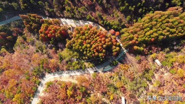 初冬，山东临朐嵩山水杉林太美了！