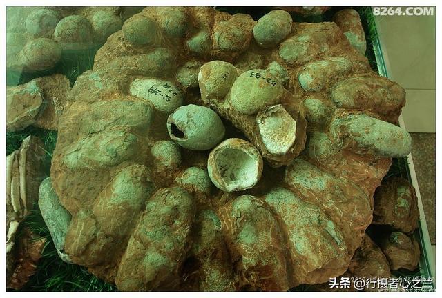 山东行游影记（35）—平邑天宇自然博物馆（十）