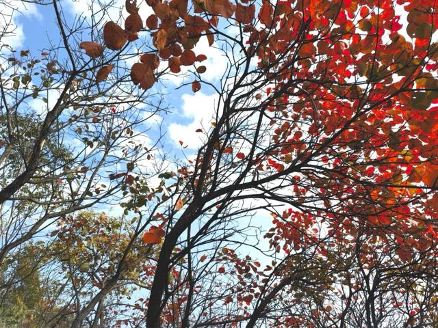 什么叫层林尽染？马谷田镇义和寨东边的堰塘寺告诉您！