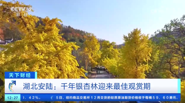 安陆赏秋“天花板”，登上央视！