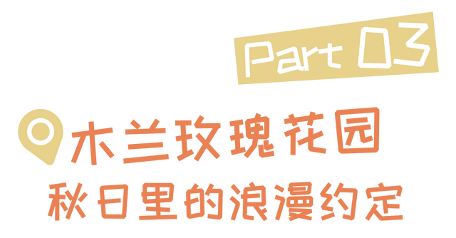 秋日寻芳记，游黄陂，赏花趣！