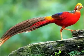 五行的颜色图片