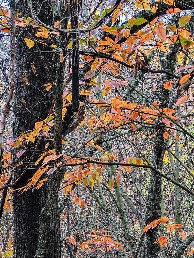 2024深秋四川行19 神农架风景区2 华中屋脊的五彩秘境