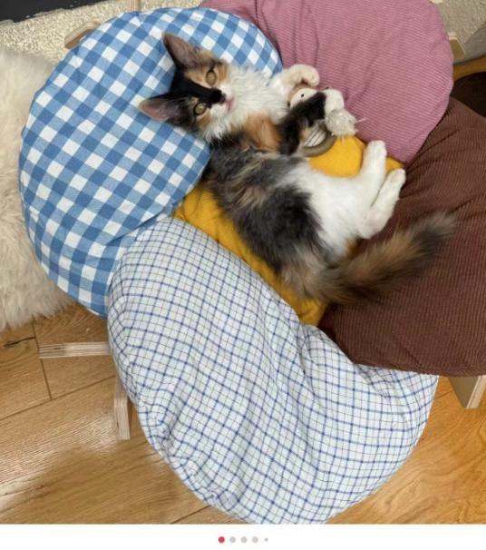 姚晨和儿子在北京别墅堆雪人，儿子土豆越长越帅，院子里都是猫窝