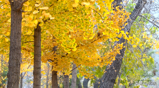 涉县：美拉德配色里，藏着橙黄橘绿的诗意