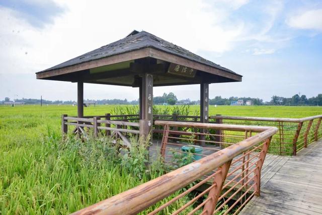 稻浪、长廊、观景台……新津宝藏乡村，“丰”景入画