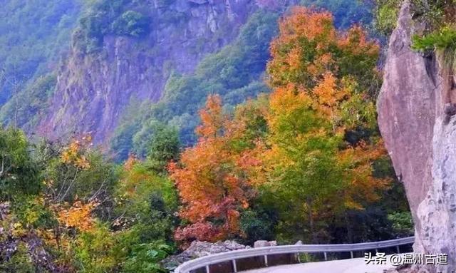 收好这份温州《红枫古道地图》,挑个好天气出门走走!