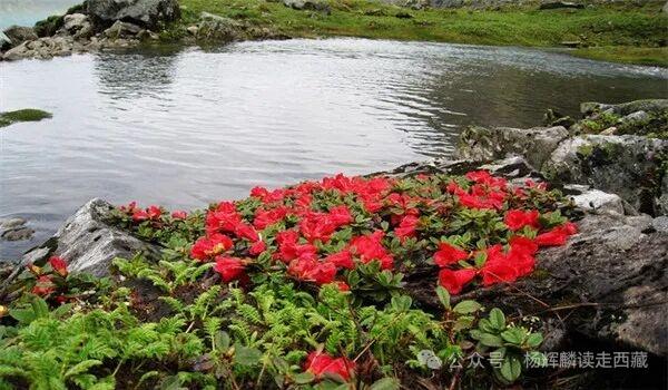 墨脱温泉沁人心脾，人下去切肤入骨，有飘飘欲仙之感