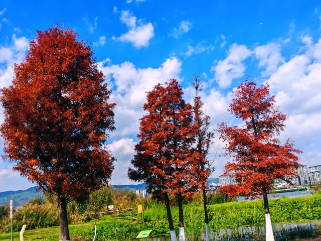 这才是昆明的冬天