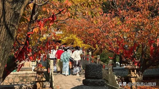 2025赤山红叶节圆满收官,明年再赴这场山海红韵之约!