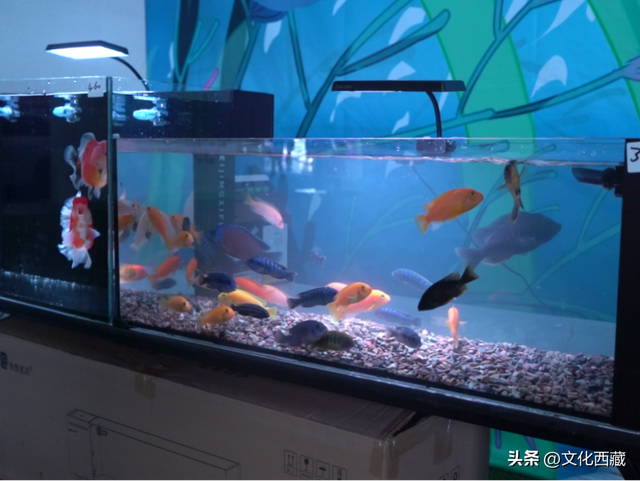 十一假期在拉萨哪里碰头？