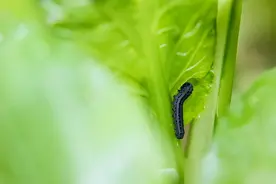 阿维菌素别单用，6个黄金配方，红蜘蛛、线虫、青虫、蚜虫都能治图片
