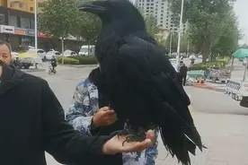 常见几种家养鸟学说话能力大比拼，养过两种以上的才算是入门玩家图片