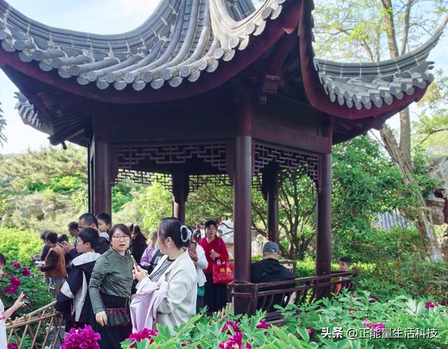 青岛城阳这处“国色天香”藏不住了！火爆了！