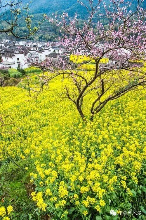 醉是春花烂漫时