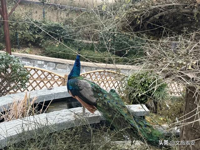 万福中国年！2026泰山石敢当景区春节灯会超多预告精彩来袭~