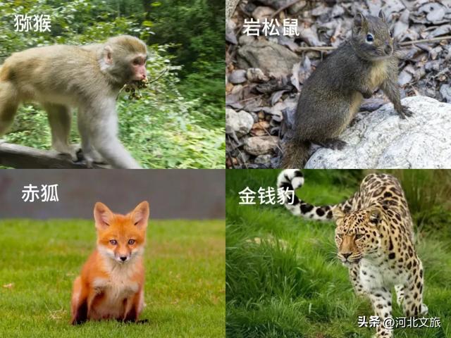 哎呀，一不小心，就闯入了动物精灵的世界