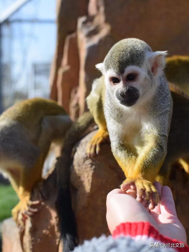 在保定，体验真实版“疯狂动物城”！