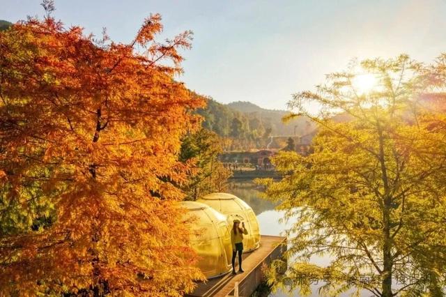 给你个准信！韶关森林红！红！红啦~