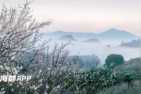 就在诏安！赏梅游园攻略来了→图片