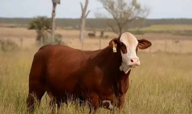 特朗普呼吁降牛肉价遭拒！美牛存栏75年来最低，突显供应链危机