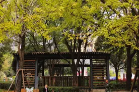 报告🤙这里的银杏黄了！图片