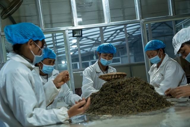 封老爷茶：百年滇茶迎京客 茶旅融合启新程