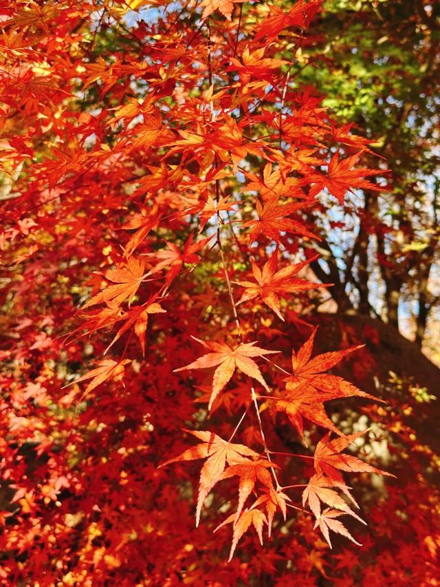 抱犊崮入选山东金秋醉美红叶观赏地