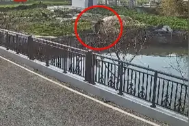 见义勇为！80岁老人落水85岁老人跳河救人图片