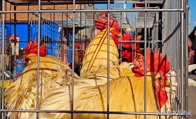 提前收藏！十种玩法打开泰安的冬天