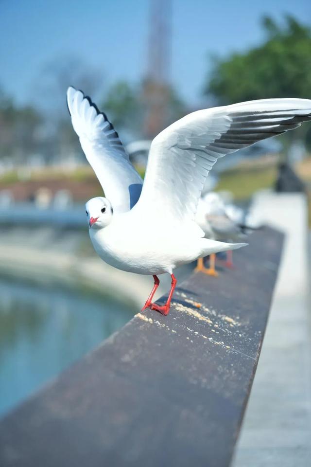走，成都出发看“海鸥”！24分钟拢德阳，动车5分钟一趟说走就走