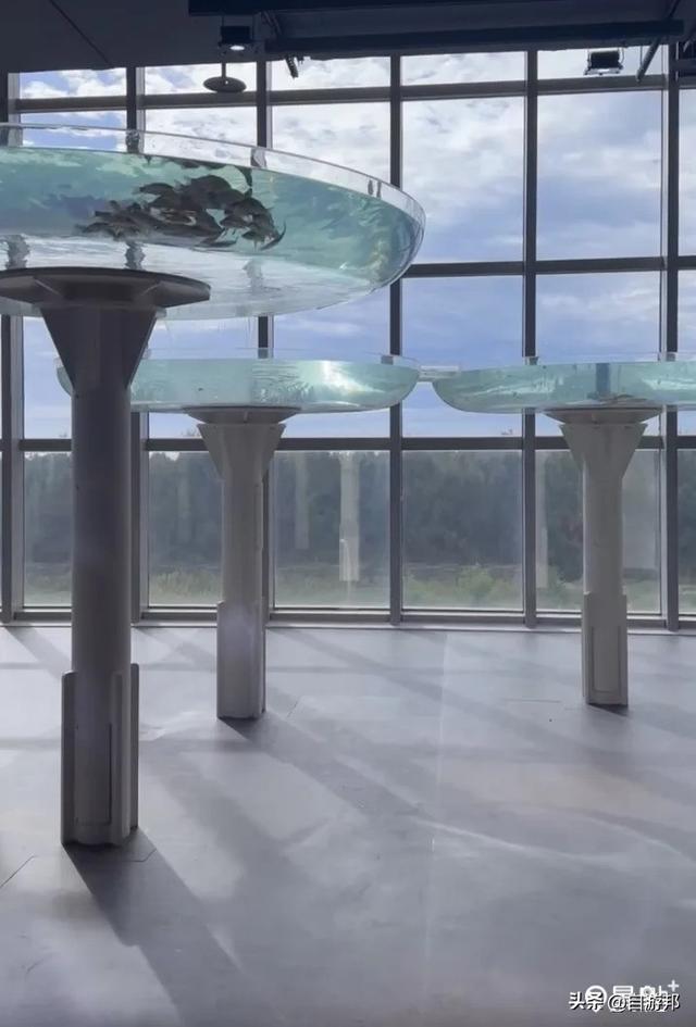 台中海洋馆 水母池艺术级水族体验 莲之水槽无敌梦幻