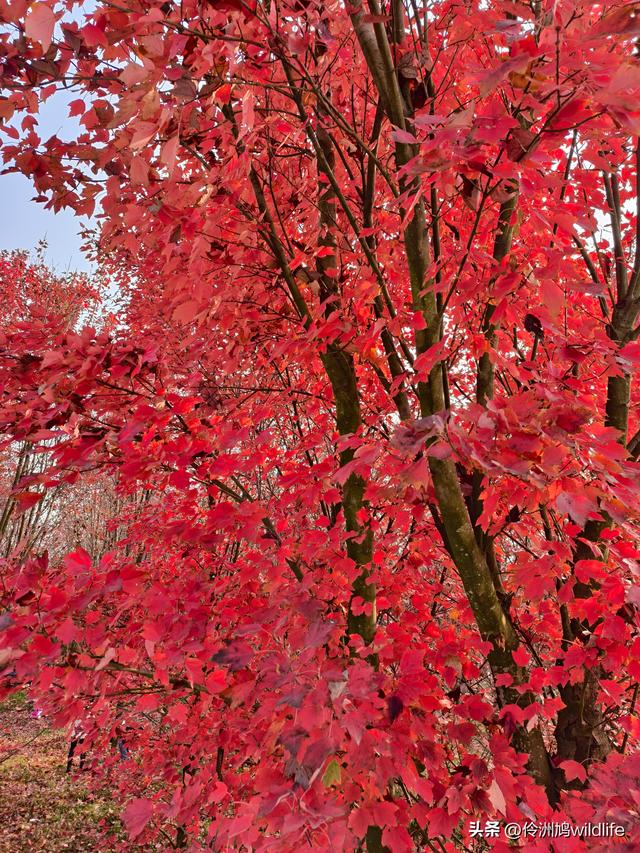四川行(75)广汉②金雁湖公园·黑塔街·龙居寺