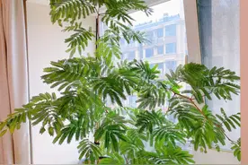 6种室内耐阴植物，阳光不好也能很茂盛，比绿萝漂亮，好看又好养图片