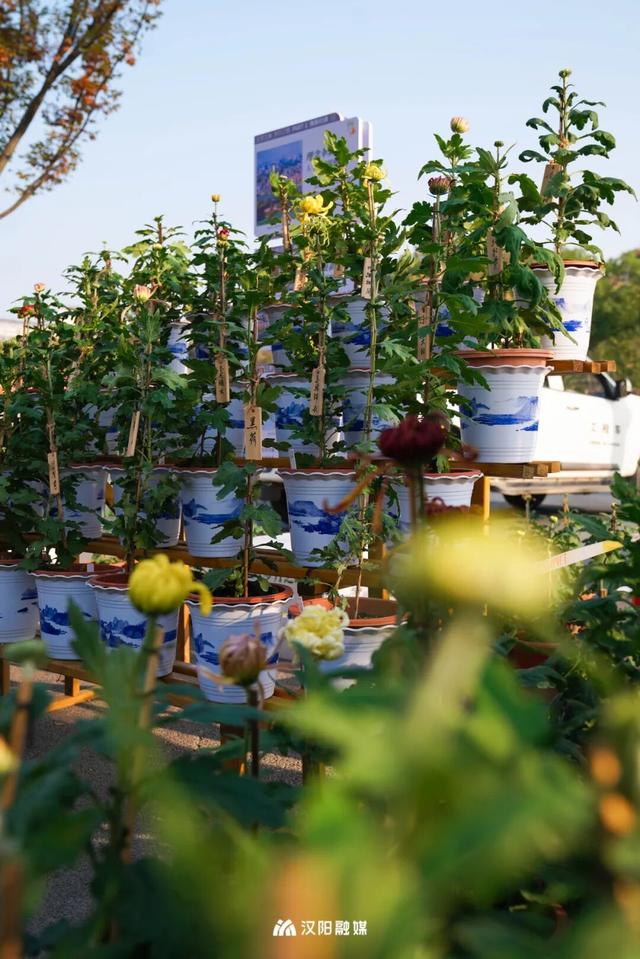 汉阳秋游隐藏副本：逛童话世界，刷个顶流花展