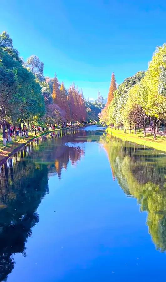 小众秘境！昆明版“塞纳河畔”，水杉红透半边天
