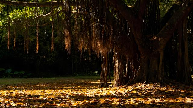 粉黛染霞闽水秋，银杏铺金古厝游 —— 福州秋色里的时空交响