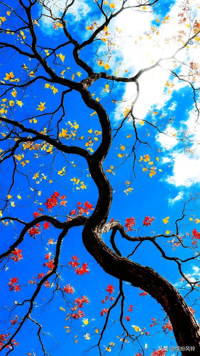风捎来冬的来意，枝桠仍守着秋的姿态