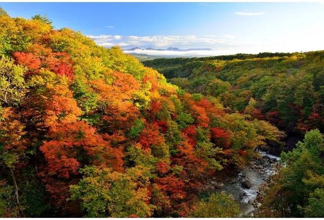 2025日本赏红叶攻略已出！附北海道、东北5大赏红叶景点~