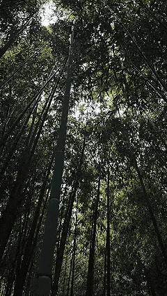 泰安市区竟藏着《卧虎藏龙》同款竹林！马上爆火，还有肥猫可rua！