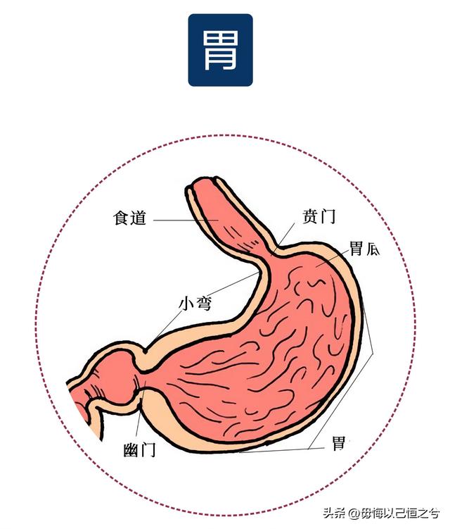 人体-结构-功能-系统