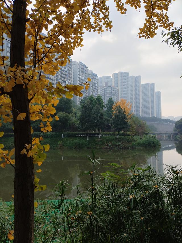 盘溪河的冬，藏着山城最温柔的秋意