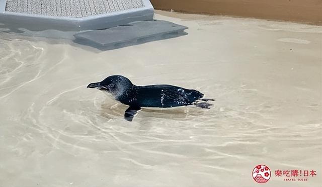 夜游札幌景点推荐「AOAO SAPPORO」水族馆：狸小路地下街直达