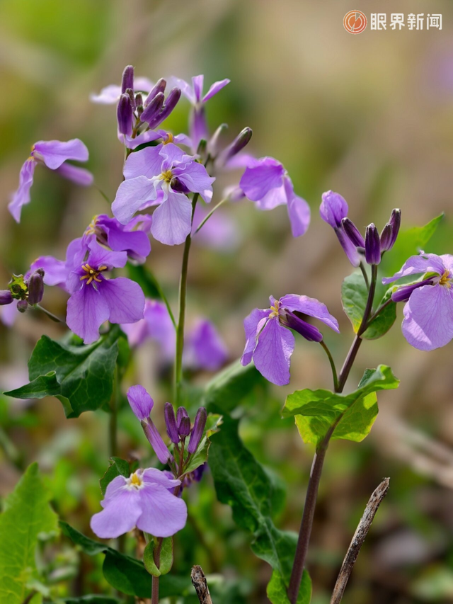 被乌鲁木齐的春天治愈了，花开满城→