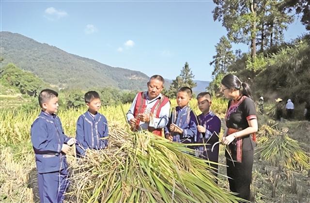 福建宁德福安市坂中畲族乡仙岩村：畲山梯田又闻稻花香
